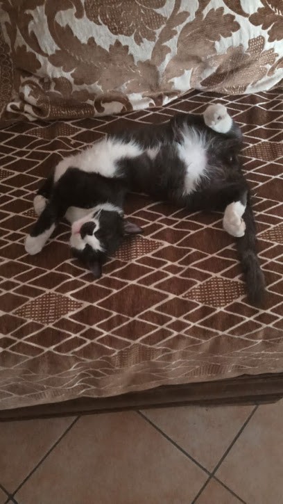 Chat & Chien, Animalerie à Vézeronce-Curtin