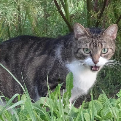 4 pattes a Reims garde promenade éducation a votre domicile, Gardien d'Animaux / Petsitter à Reims