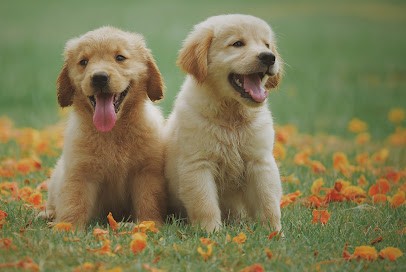 Pension Le Pey, Pension pour Animaux à Trie-sur-Baïse