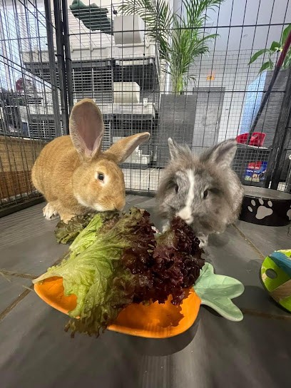 Les Grandes Oreilles Pension, Gardien d'Animaux / Petsitter à Montagnieu