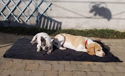 misstoutou06, Gardien d'Animaux / Petsitter à Saint-Jeannet