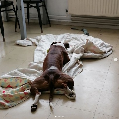 Pattes Heureuses, Pension pour Animaux à Champagne-au-Mont-d'Or