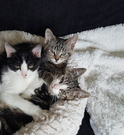 Vos animaux et Vous, Gardien d'Animaux / Petsitter à Saint-Senier-de-Beuvron