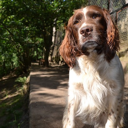 Chenil des Pins, Pension pour Animaux au Chambon-Feugerolles