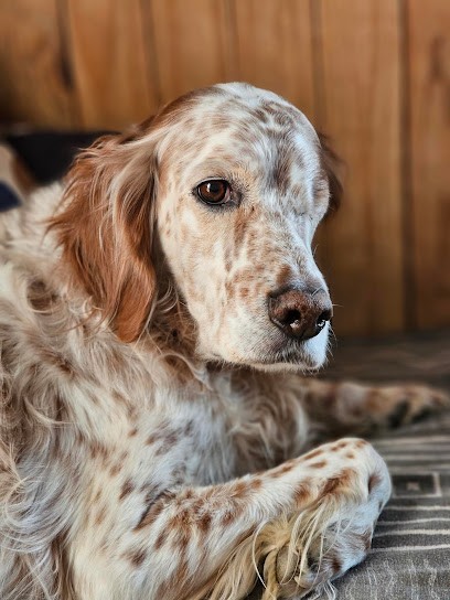 Pas Chiens Pas Chats, Pension pour Animaux à Cadours