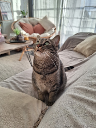 Catsweethome Gardien D'animaux à Rennes
