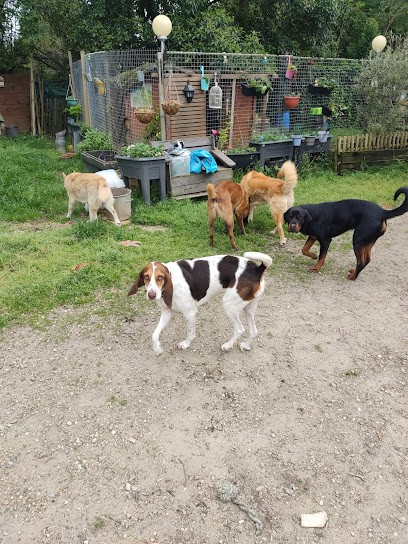 DOG SITTING, Gardien d'Animaux / Petsitter à Estillac