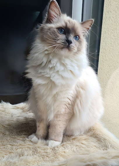 Castel Pets | Pet-Sitter | Chatterie Ragdoll De Castel Breizh | Visite À Domicile | Chateaugiron | Rennes & Alentours Gardien D'animaux à Châteaugiron