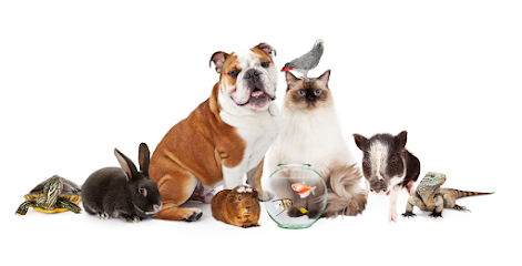 Biscotte Et Gaufrette, Animalerie à Espalion