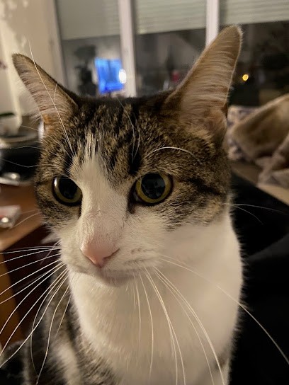 Homecat, Gardien d'Animaux / Petsitter à Bayonne