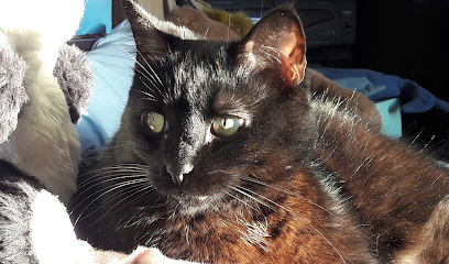 Miaouwawa Al A Maison - Anne Laure Le Blanc (Ei) - Petsitter Pension Pour Animaux à Lyon 02