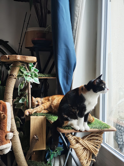 Les Chats De Vi - Petsitting Gardien D'animaux à Saint-Ouen-l'Aumône