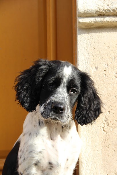 Museaux & Cie @ Dom, Gardien d'Animaux / Petsitter à Lacroix-Saint-Ouen