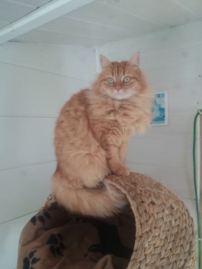 Pension chats la sheitan, Pension pour Animaux à Roquevaire