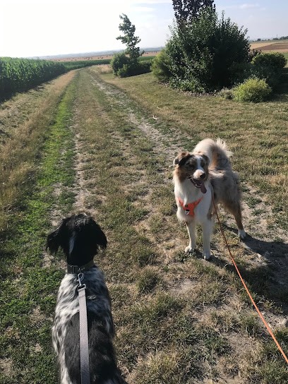 Dog Holliday- Visites à domicile chats/chiens/nacs et promenades canines, Pension pour Animaux à Fressain