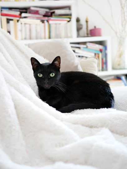 LovelyCats, Gardien d'Animaux / Petsitter à Amiens