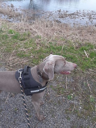 L'Arche Condeen, Pension pour Animaux à Condé-sur-l'Escaut