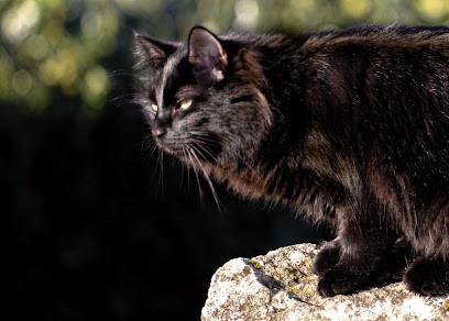 Pension Patoone, pension pour chat, Pension pour Animaux à Vézénobres