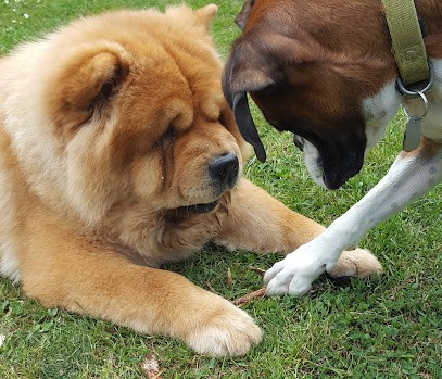 bonne-patte, Gardien d'Animaux / Petsitter à Casson