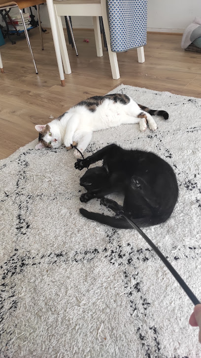 Flori'chat, Gardien D'animaux à Courbevoie
