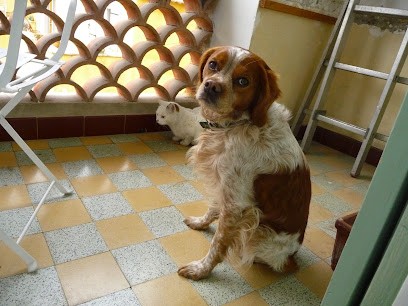 Cani Cat's 3000, Pension pour Animaux à Cébazat