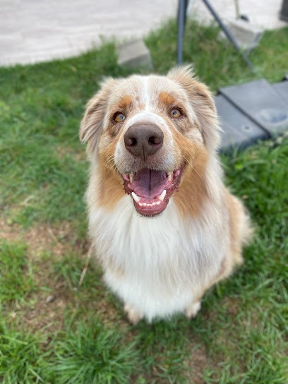 D.BALADES Pet Sitter - Garde d’animaux / Pet Sitting, Gardien d'Animaux / Petsitter à Serves-sur-Rhône