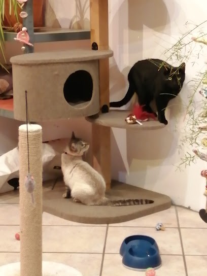 Garde-Retz Vos Animaux, Gardien d'Animaux / Petsitter à Villeneuve-en-Retz