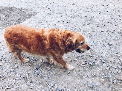 La Peschelliere - Pension Canine et Féline, Pension pour Animaux à Soucé