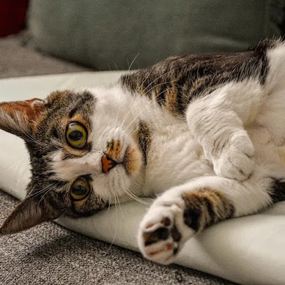 La Patounette By Ben - Pet Sitter Bordeaux - Bordeaux - Rive Droite, Gardien D'animaux à Cenon
