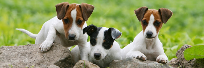 Pension Chien Chat 63, Pension Pour Animaux à Sauviat