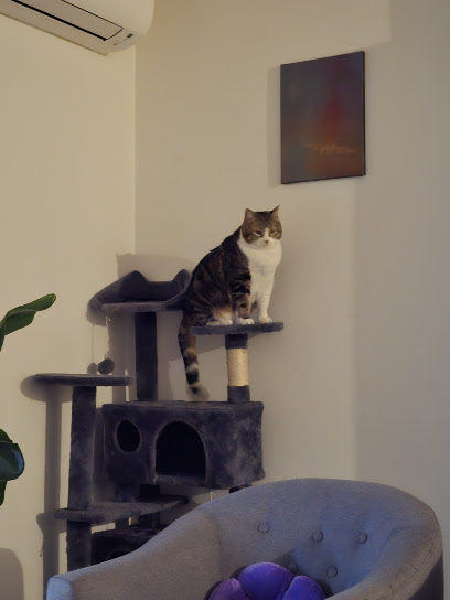 🐱 Bastet 🐱 Pension Familiale Pour Chat Gardien D'animaux à Sorgues