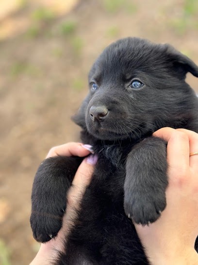 Dog Attitude, Pension pour Animaux à Mougins