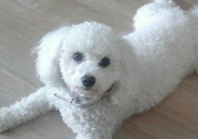 Le Gite Canin De Méricourt, Pension pour Animaux à Croix-Fonsomme