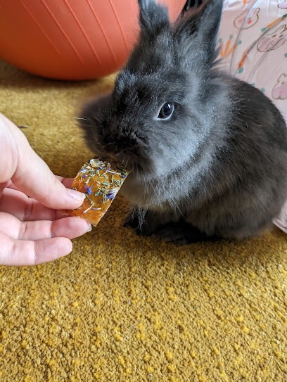 Pet sitter’ n co 82, Gardien d'Animaux / Petsitter à Montbeton