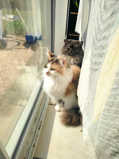 Les Pattes Sereines Gardien D'animaux à Almenêches
