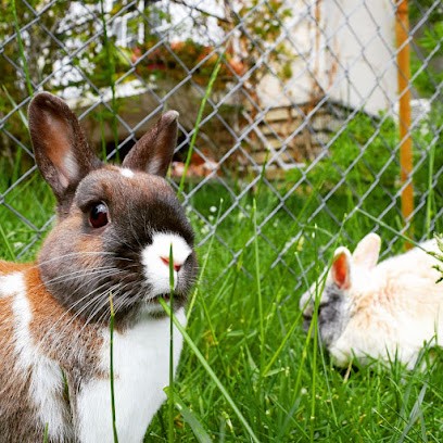 Pension et visites Zanim'Arche, Gardien d'Animaux / Petsitter à Blaincourt-lès-Précy