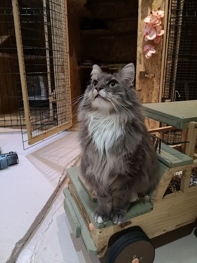 Zoebonbon Garderie & Lodges pour chats heureux, Pension pour Animaux à Lyon 05