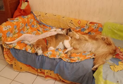 Brichet Florence, Pension pour Animaux à Cuers