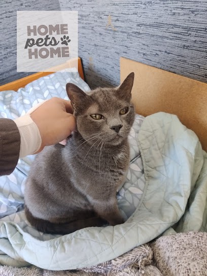 Home pets home, Pension pour Animaux à Flavignac