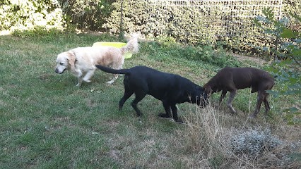 Toutou va bien, Gardien d'Animaux / Petsitter à Courcy