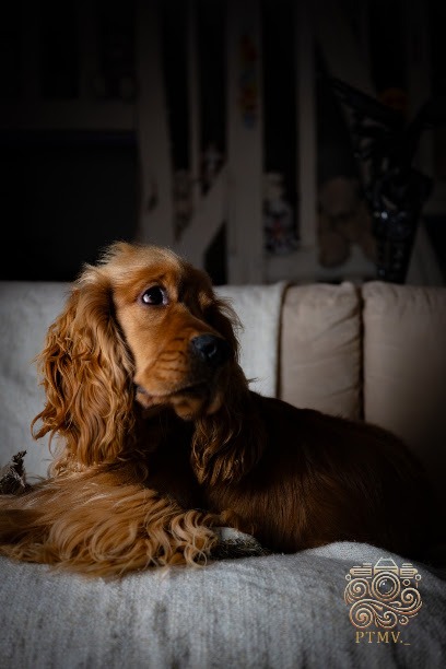 Juju Pet Sitter Pension Pour Animaux à Rennes