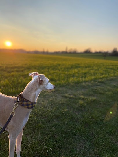 Pets Island, Gardien d'Animaux / Petsitter à Rixheim