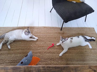 Isabelle Briche Pet sitter comportementaliste félin, Pension pour Animaux à Saint-Brieuc