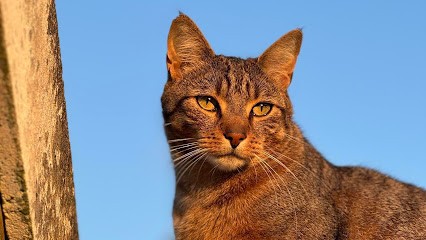 Armelle Toiletteuse Chiens Et Chats, Animalerie à Crécy-la-Chapelle