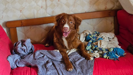 Pompons Et Coussinets - Petsitting Lyon Ouest, Gardien D'animaux à Coublanc