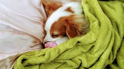 Au bonheur des quat pattes, Gardien d'Animaux / Petsitter à Saint-Just-en-Chevalet