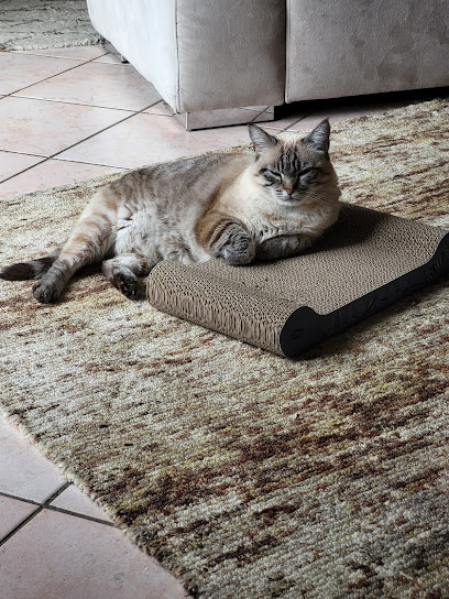 Sylvie, Nounou Pour Animaux, Gardien D'animaux à la Salvetat-Saint-Gilles