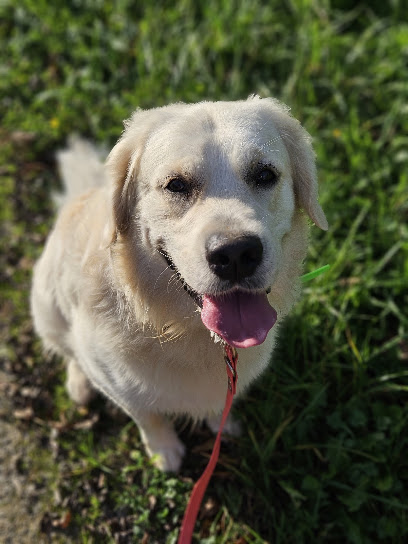 La Sphère Canine, Gardien D'animaux à Réding