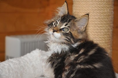 Chiens Chats Vienne, Pension pour Animaux à Pont-Évêque