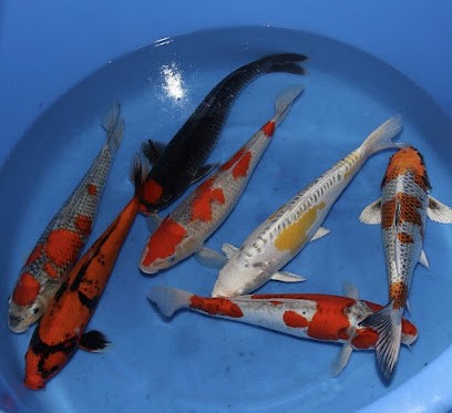 savoie koi, Animalerie à Saint-Béron